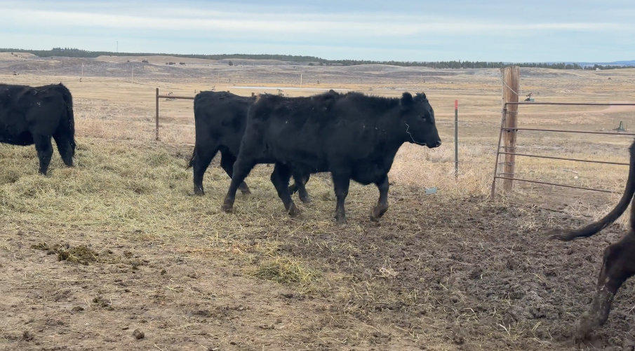 PAIRS NOW FOR A JUNE 15th DELIVERY.-CP1212A5